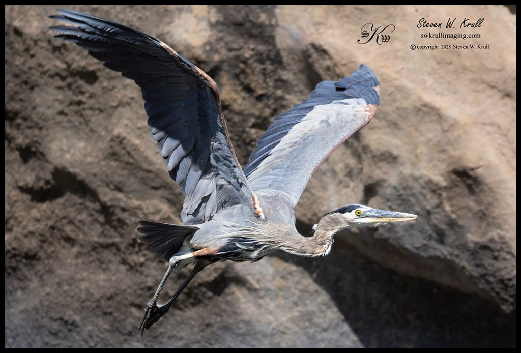 Great Blue Heron