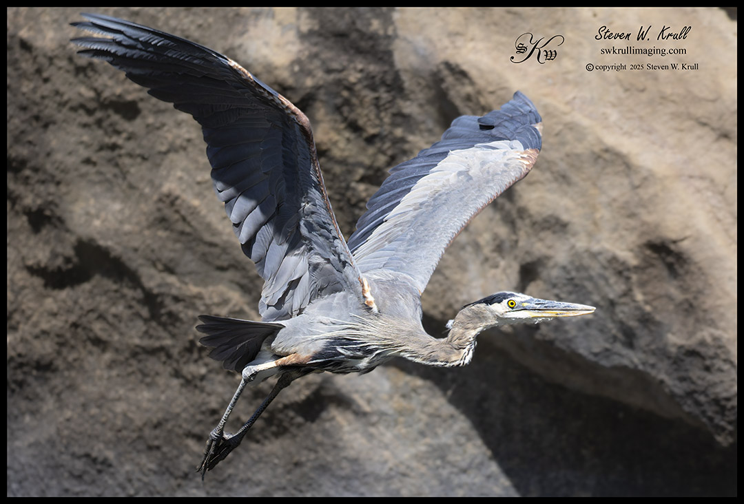 Great Blue Heron