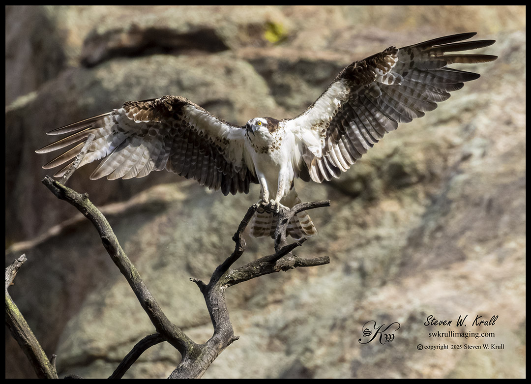 Colorado Osprey