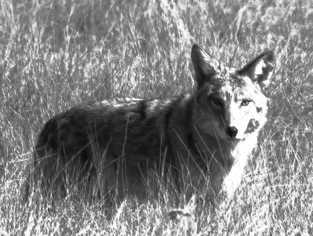 Coyote on the Hunt