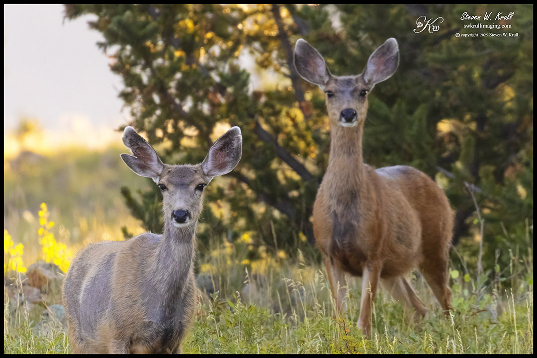 Herd of Doe Mule Deer