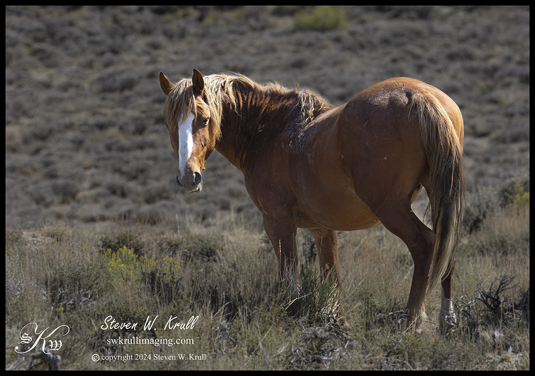 Wild Mustangs