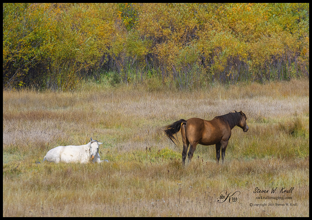 Pair of Horses