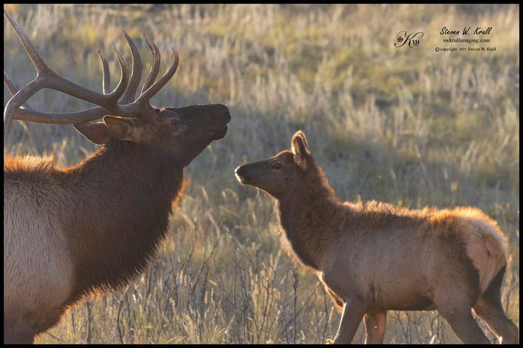 Elk Rut