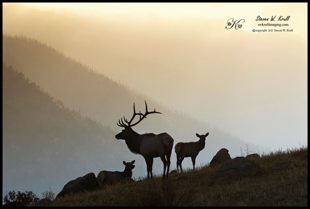 Elk Rut