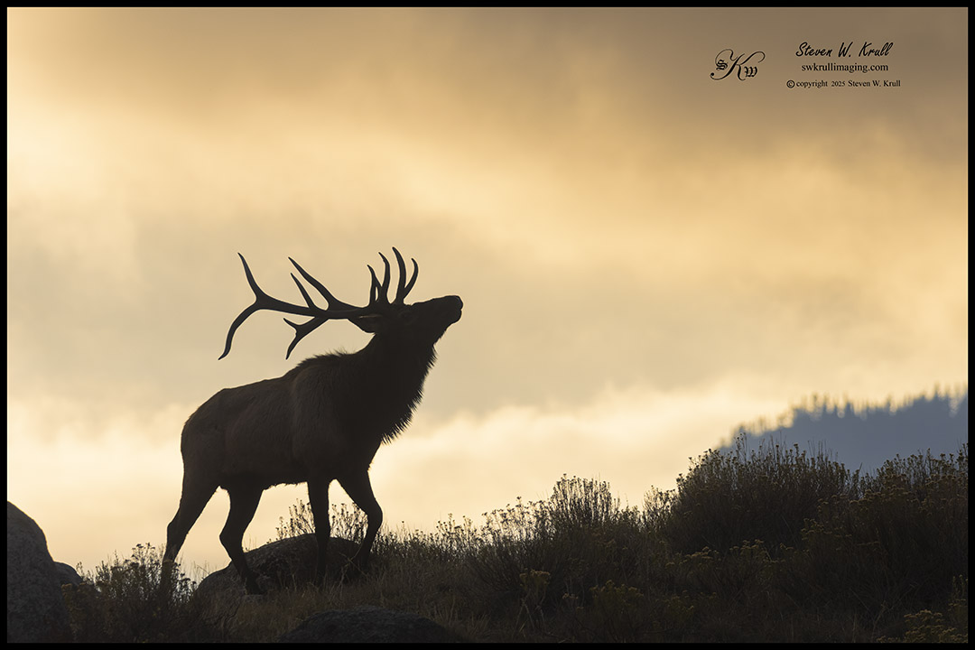 Elk Rut