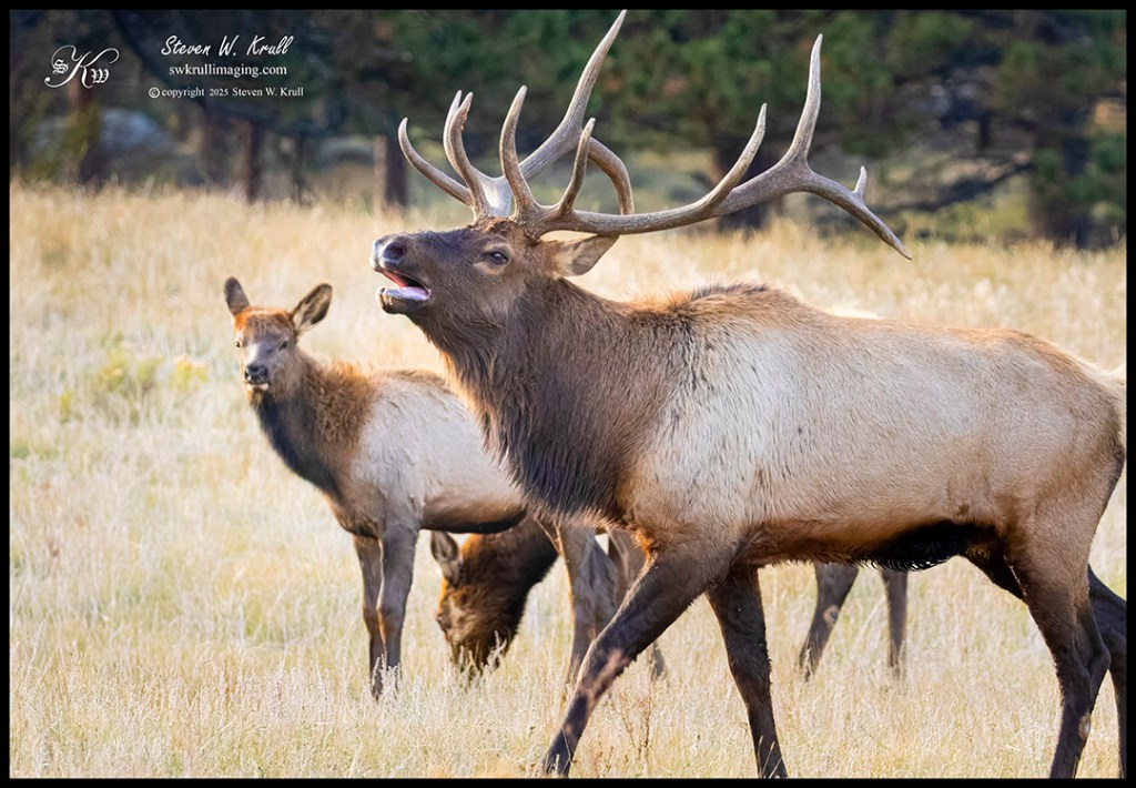 Elk Rut