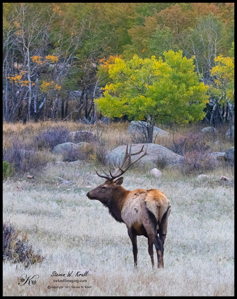 Elk Rut