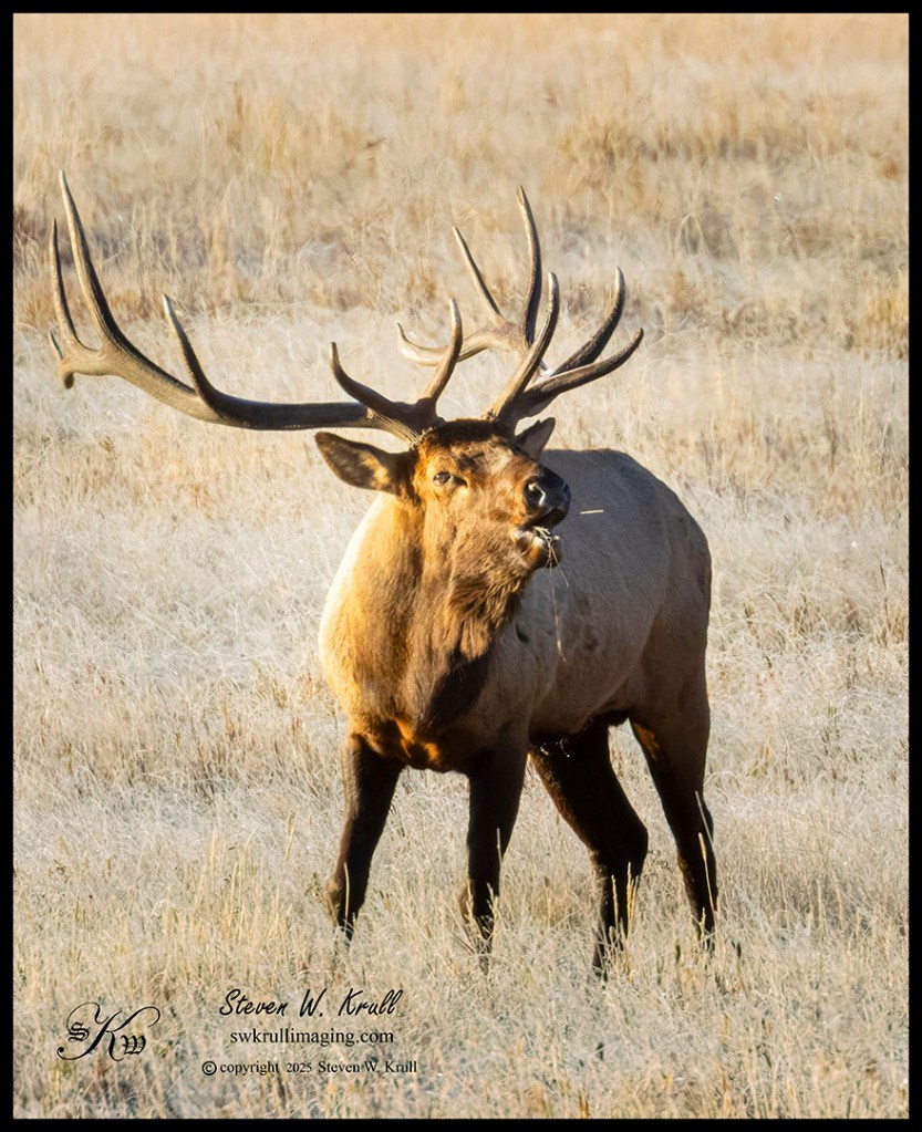 Elk Rut
