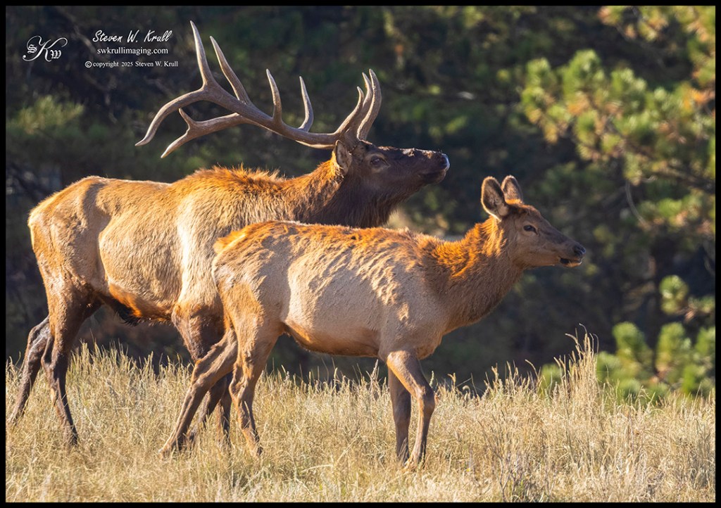 Elk Rut