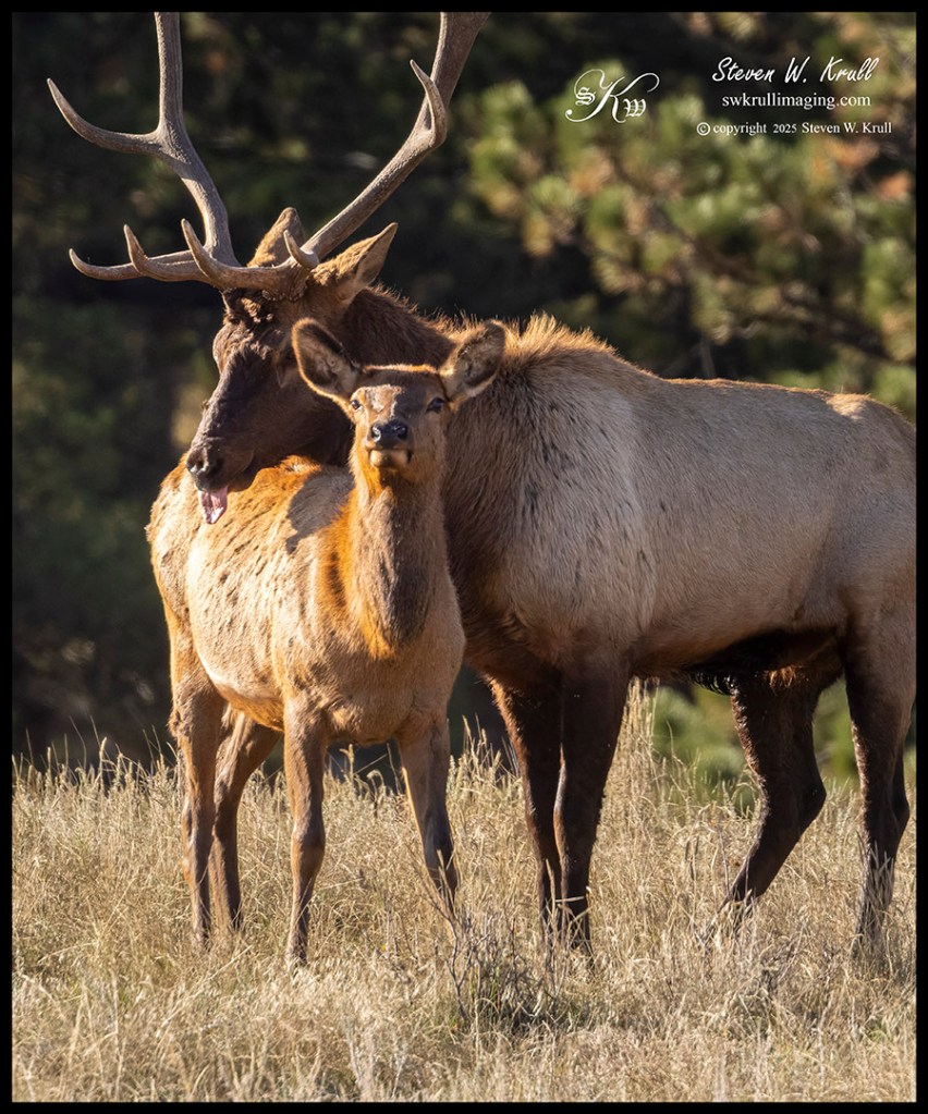 Elk Rut