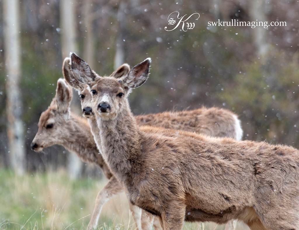Mule Deer Herd on a Snowy Morning