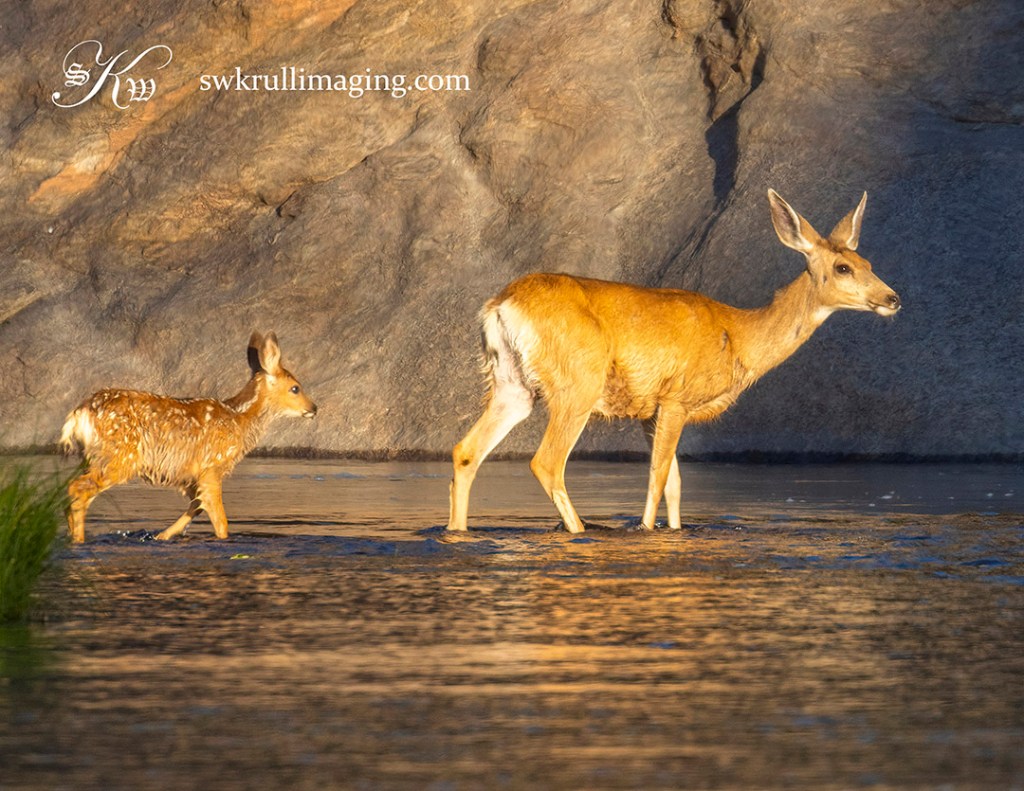 Doe and Fawn Crossing River