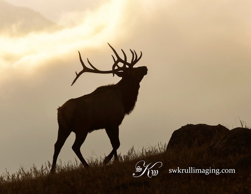 Elk Rut