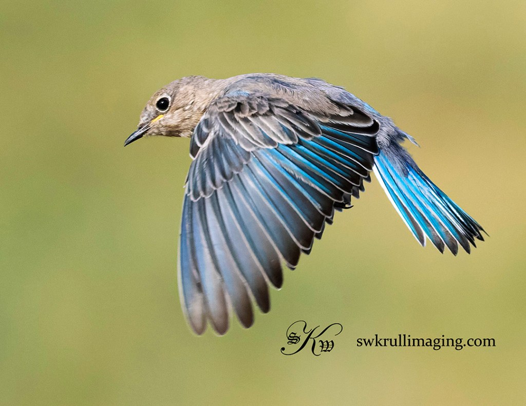 Mountain Bluebird