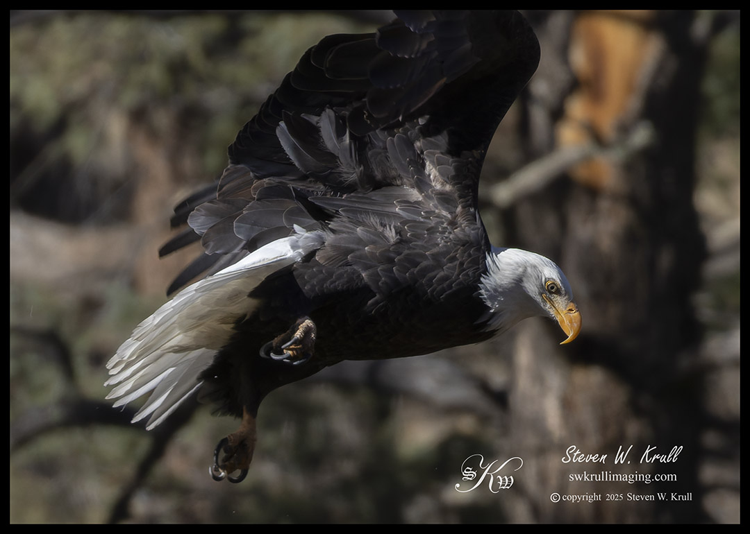 Bald Eagle in Flght