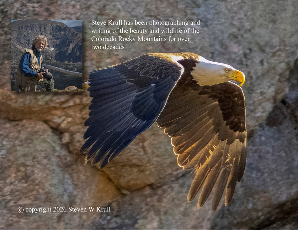 Bald Eagle in Flight