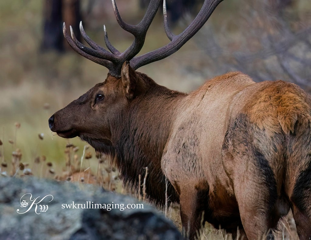ELk Herd