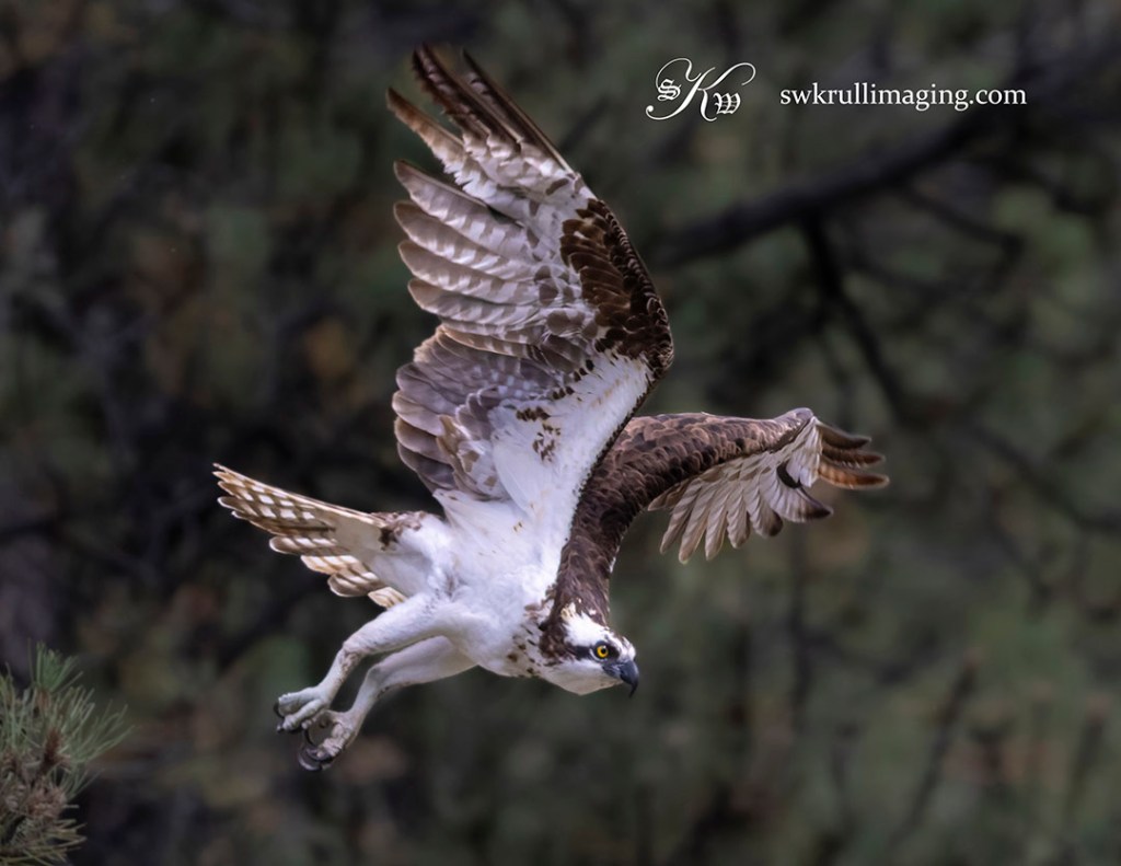 Colorado Osprey