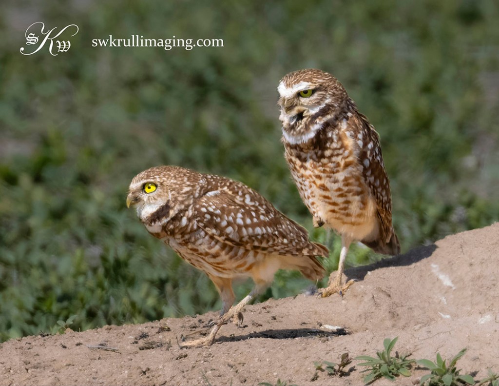 Burrowing Owl