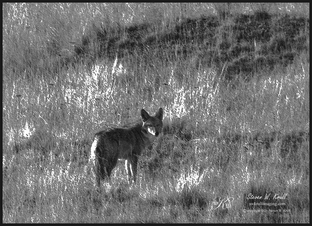 Coyote on the Hunt