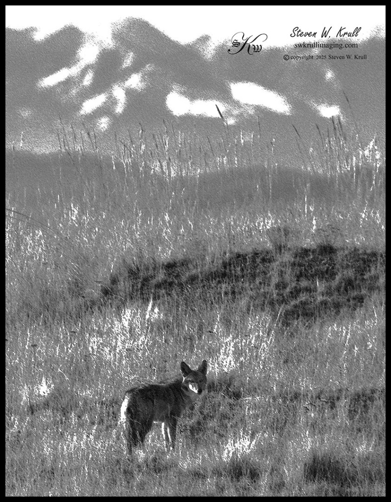 Coyote on the Hunt