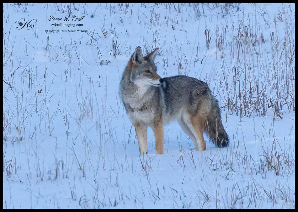 Coyote at Winter Dawn