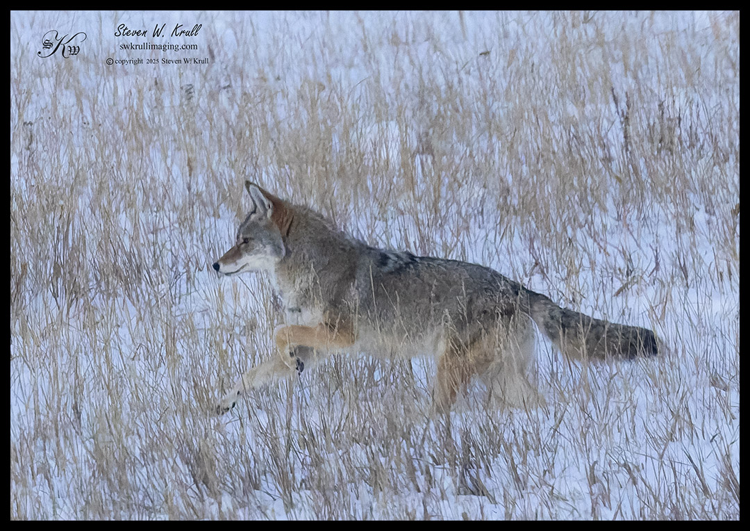 Coyote Hunting