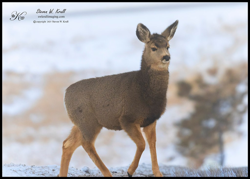 Mule Deer Herd