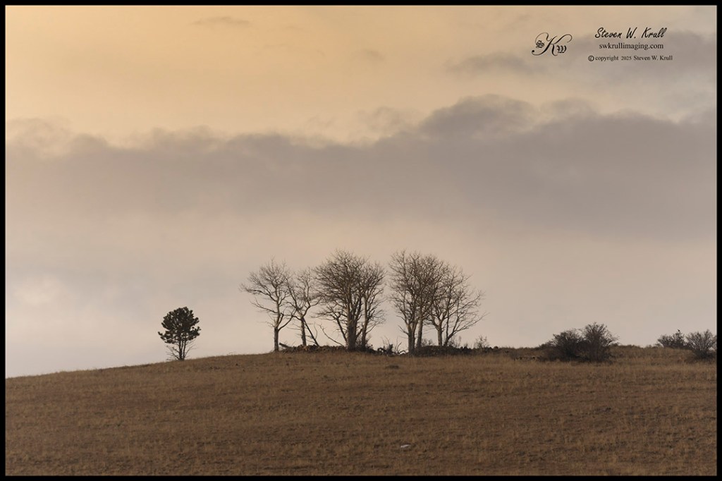 Trees on the Summit