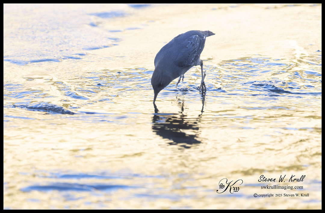 American Dipper in Winter