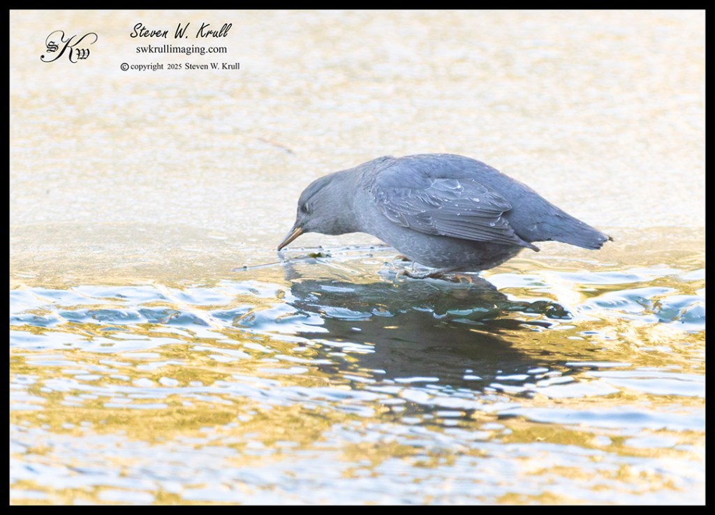 American Dipper in Winter