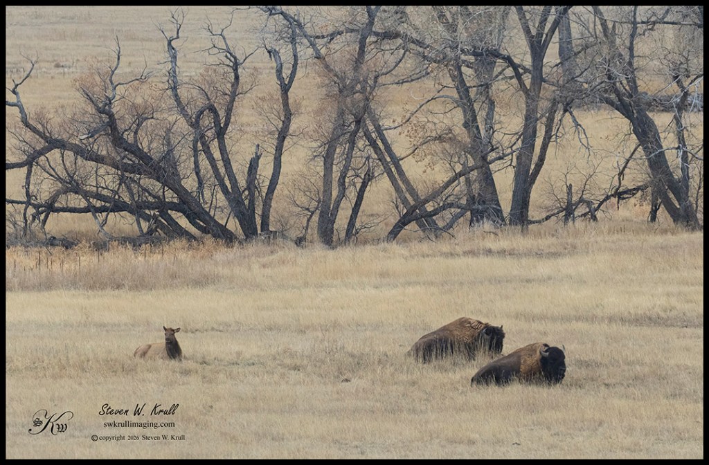 Elk Cow and Bison