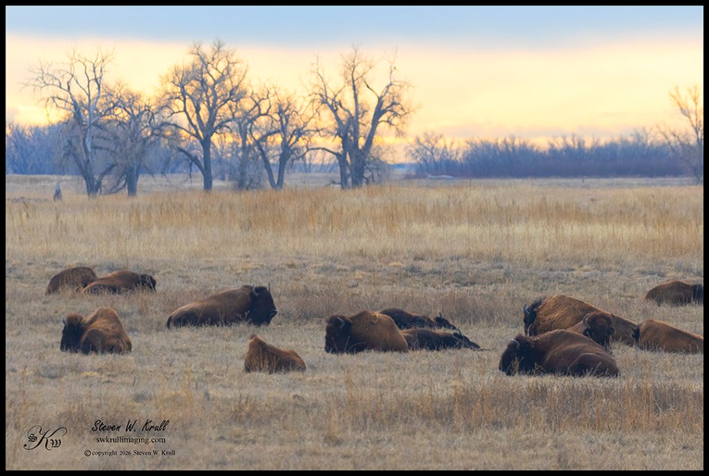 Bison Herd