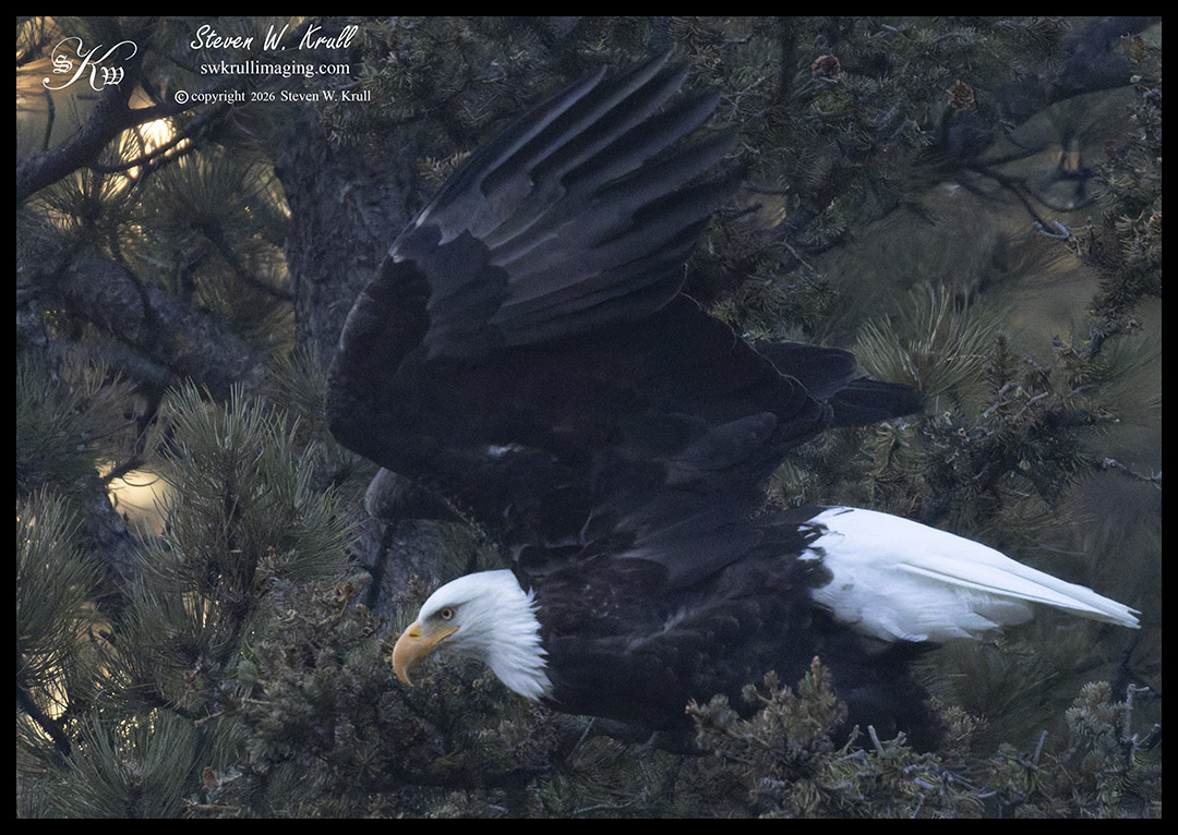 Bald Eagles