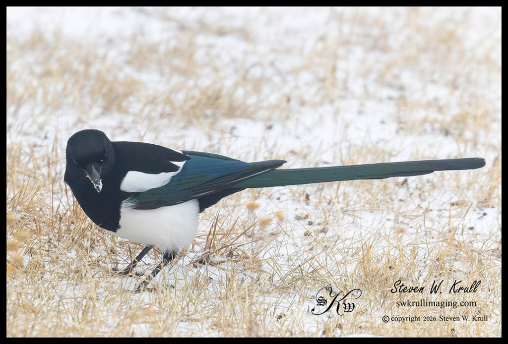 Magpie in Snow