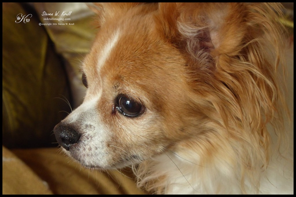 Pappilon companion animal