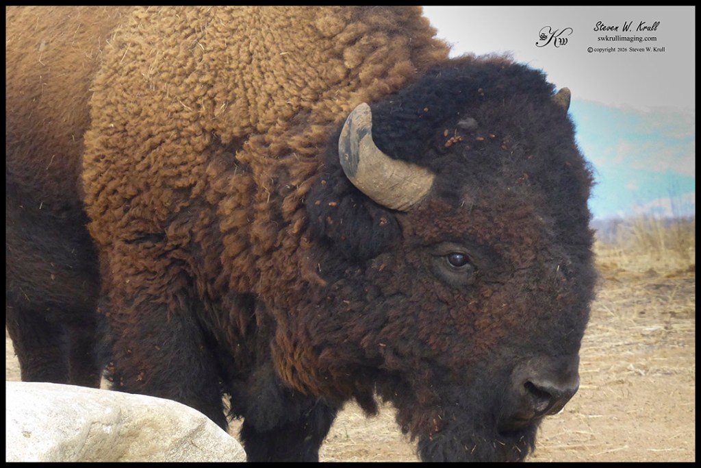 Bison in the Arsenal