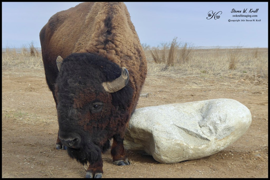 Bison in the Rocky Mountain Arsenal