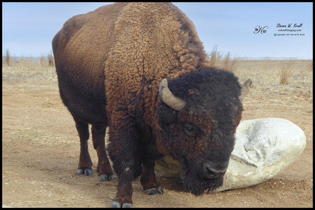 Bison in the Rocky Mountain Arsenal