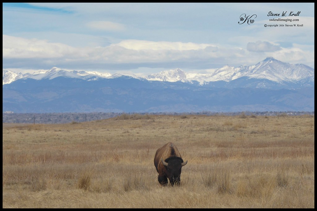 Bison and Longs Peak