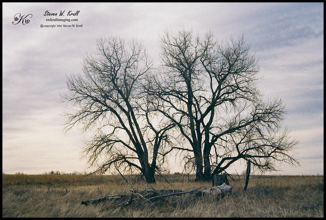 Trees at Sunrisse