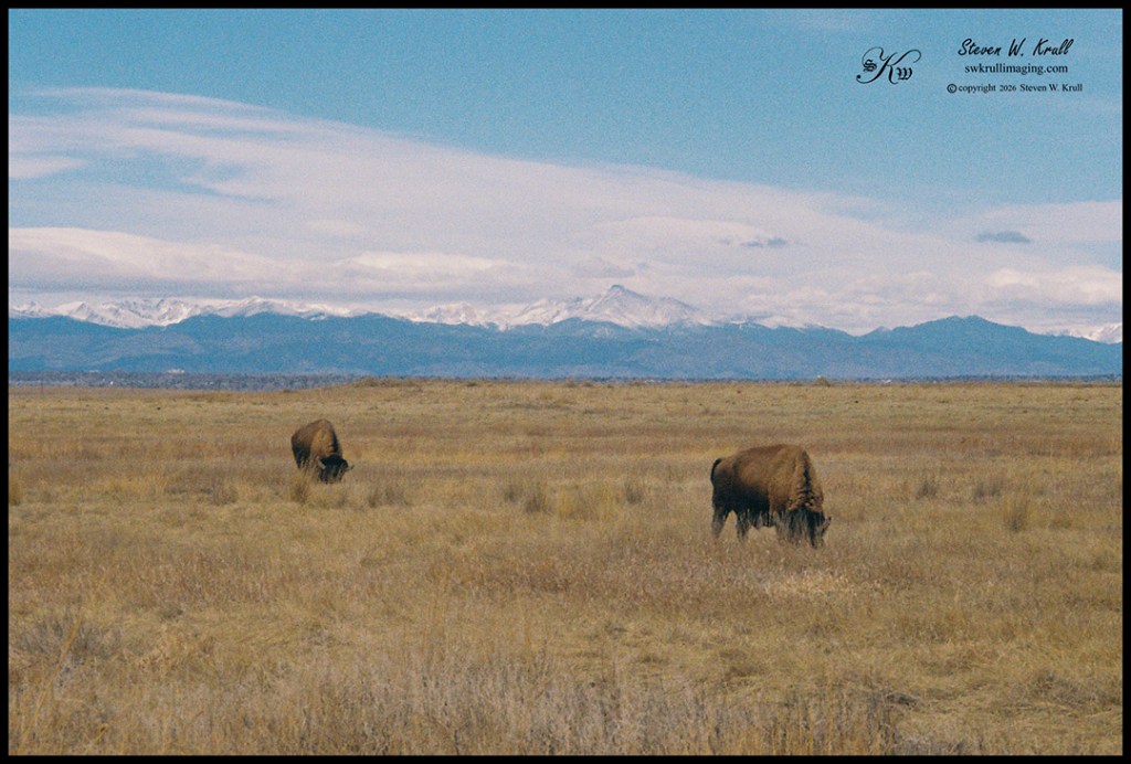 Bison at the Rocky Mountain Arsenal