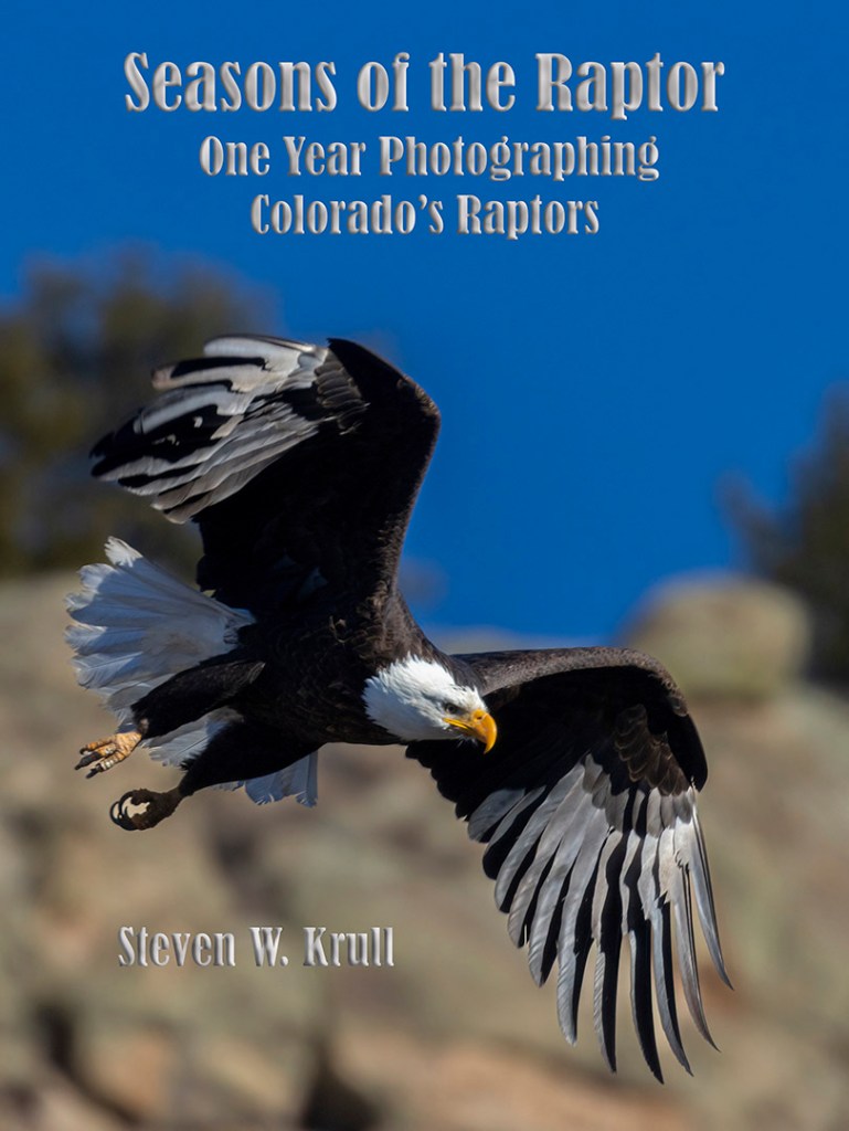 Bald Eagles in Eleven Mile Canyon