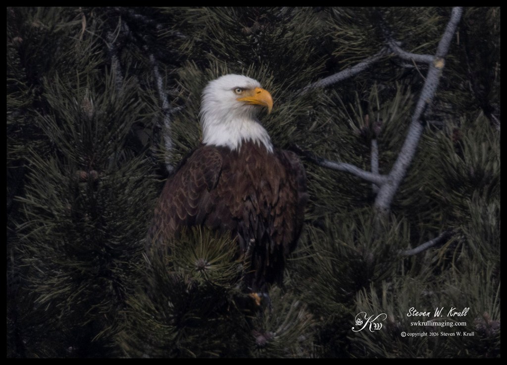 Bald Eagles Nest
