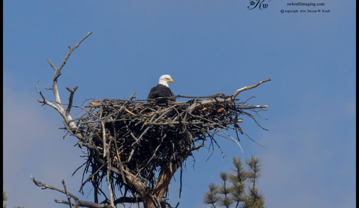 Bald Eagles Nest