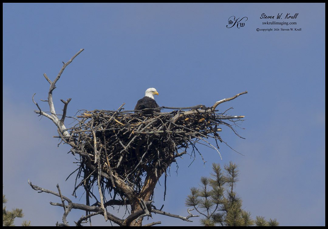 Bald Eagles Nest