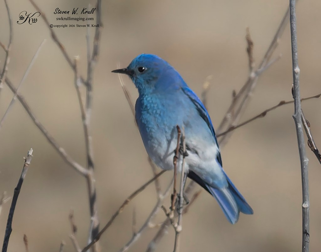 Mountain Bluebird