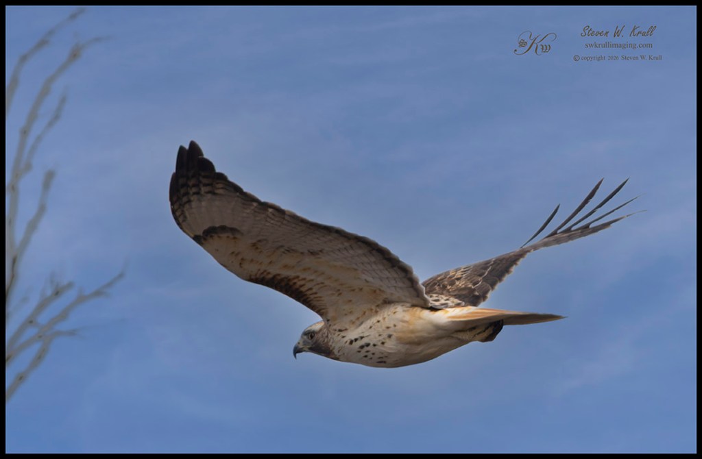 Red-tailed hawk in the Rocky Mouuntain Arsenal