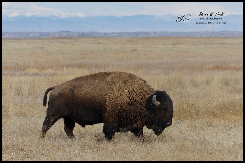 Bison in the Rocky Mountain Arsenal